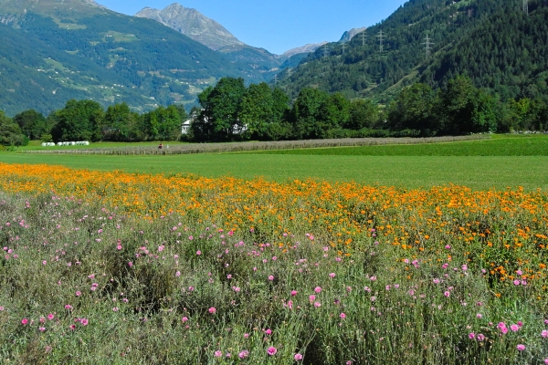 Dans le Val Poschiavo 1