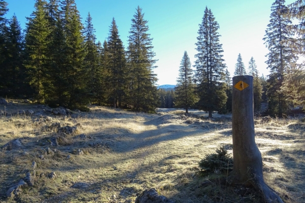 Sur le Mont Tendre dans le Parc Jura vaudois