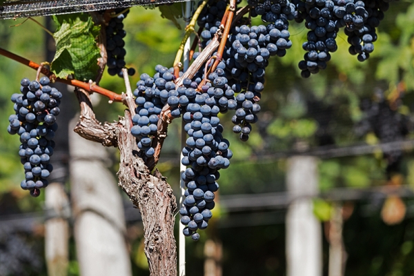 Weinwandern ganz unten