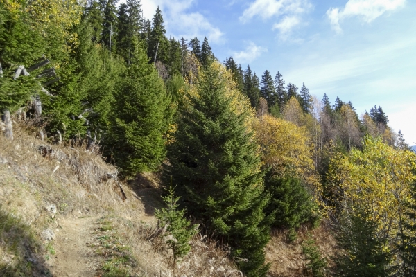 Surfaces d’arbres déracinés dans la Surselva