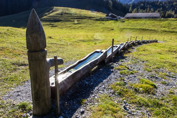 Les loups du Calanda