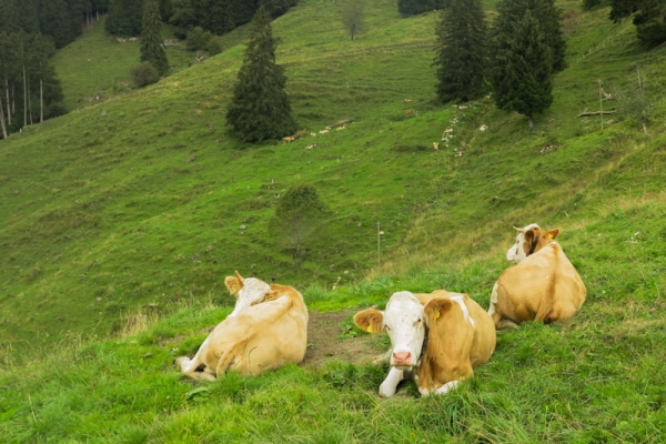 Au pays des vaches sur les traces de Vreneli