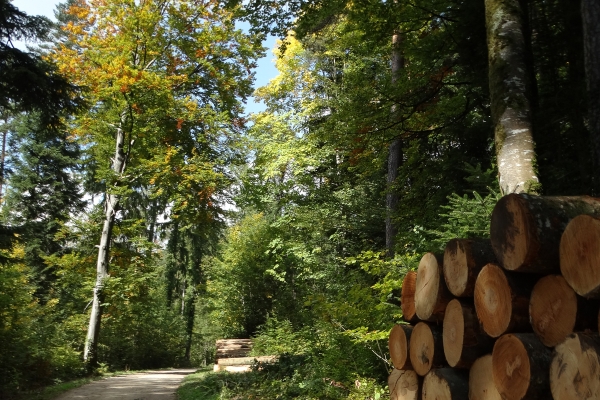 Balade au sommet à Delémont