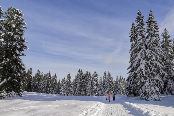 Blancs pâturages dans le Jura vaudois