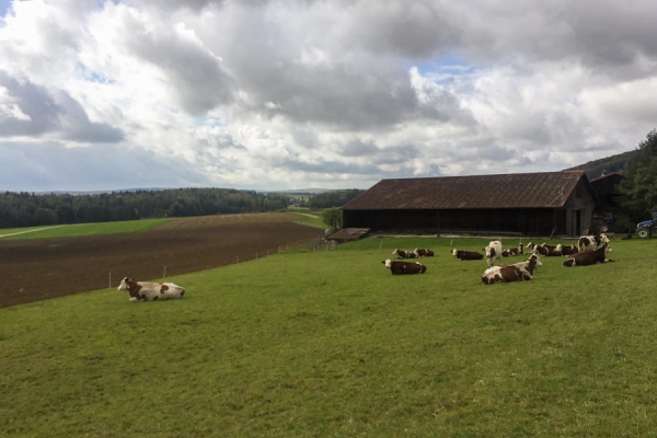 Un après-midi dans les forêts jurassiennes