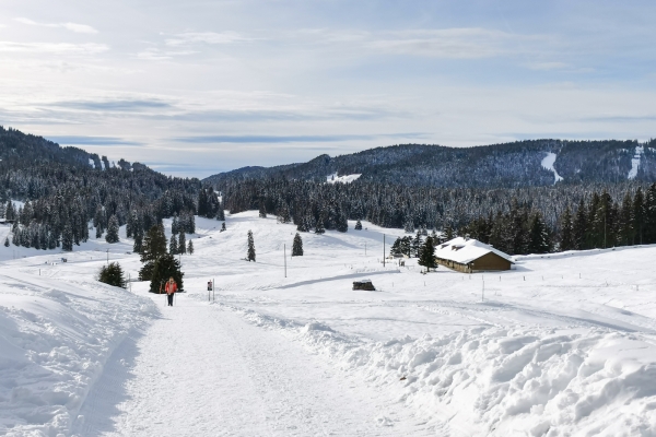 Weisse Weiden im Waadtländer Jura