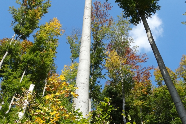 Balade au sommet à Delémont