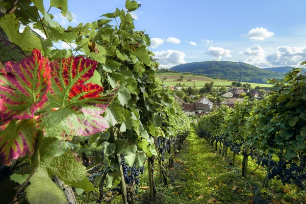 Entlang der Grenze Schweiz–Deutschland