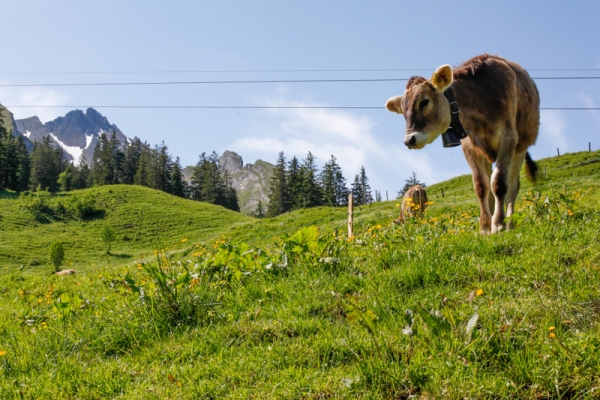 Sommerfrische und Orte der Kraft