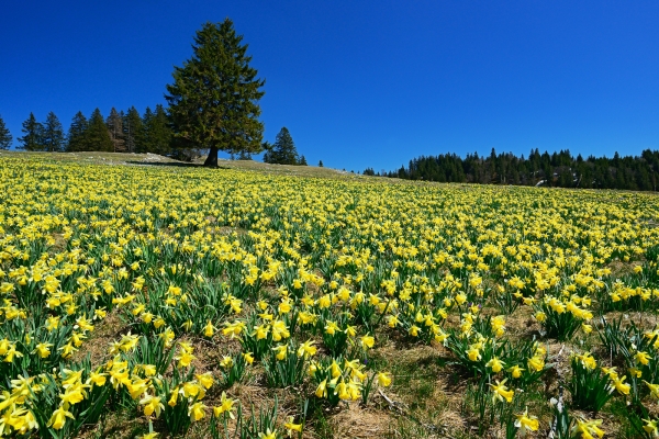 Un mare di fiori dorato nel Giura neocastellano