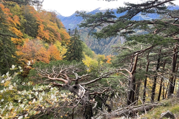 Feurige Herbstwanderung in Lichtenstein mit Aussicht aufs Rheintal