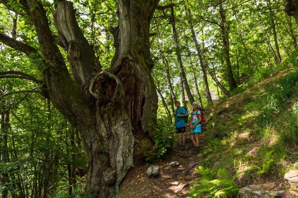 Châtaignes, escaliers et rustici dans le Tessin