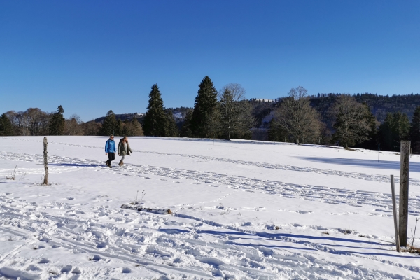 Pâturages blancs dans le Jura bernois