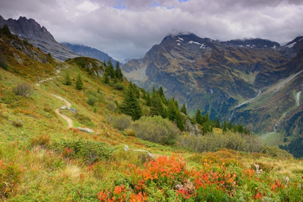 Arbres noueux, rocheux vertigineux 