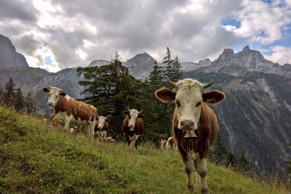 Das Saanenland von oben