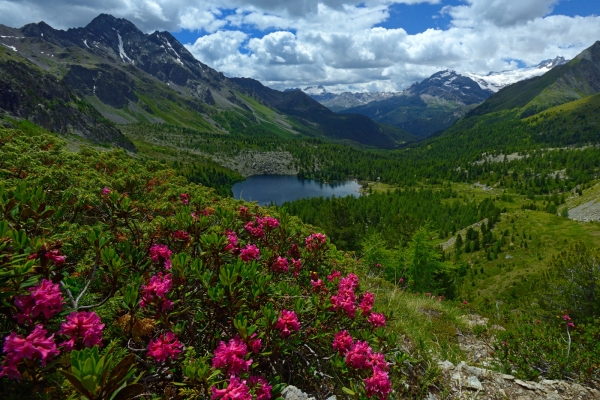 Un paradis floral tout près de la frontière