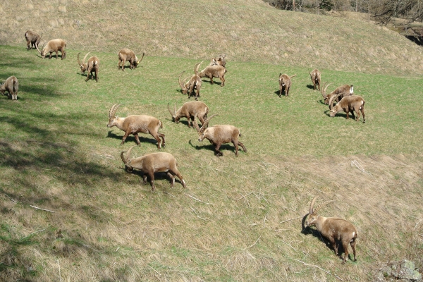 Zu den Steinböcken bei Pontresina