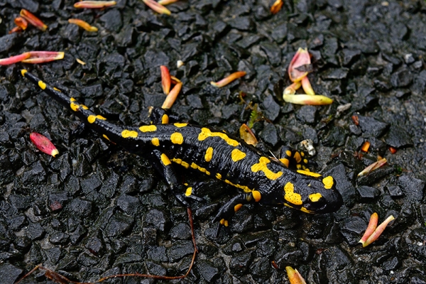 Lungo il selvaggio fiume Aubonne