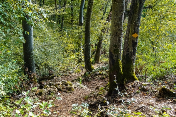 Sur la Gisliflue dans le Parc du Jura argovien