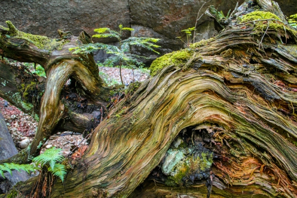 Paysage enchanté dans un coin sauvage ZH