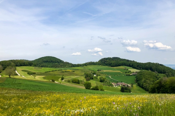 Fleurs nouvelles et arbres vénérables