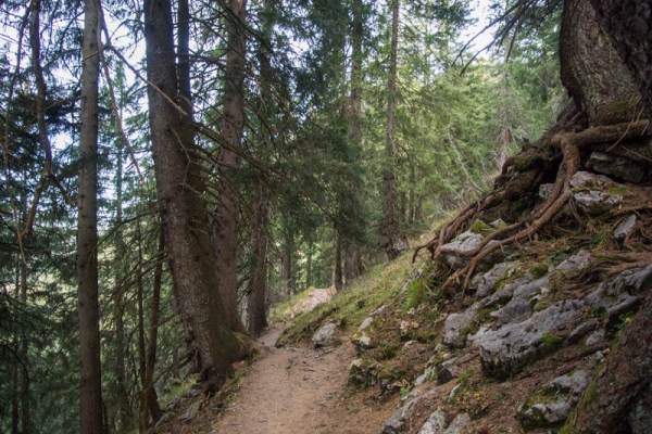 Elfes des marais et Mürtschenstock