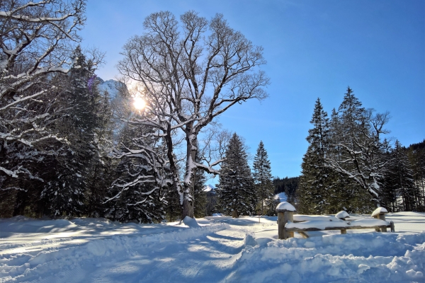 Auf weissen Wegen zur Schwarzwaldalp BE