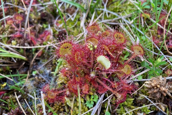 UNESCO Biosphère Entlebuch: de fascinants marais