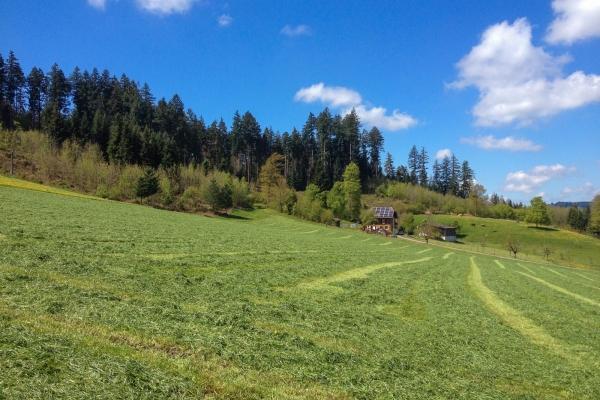 Montée vers le soleil dans la région du Napf