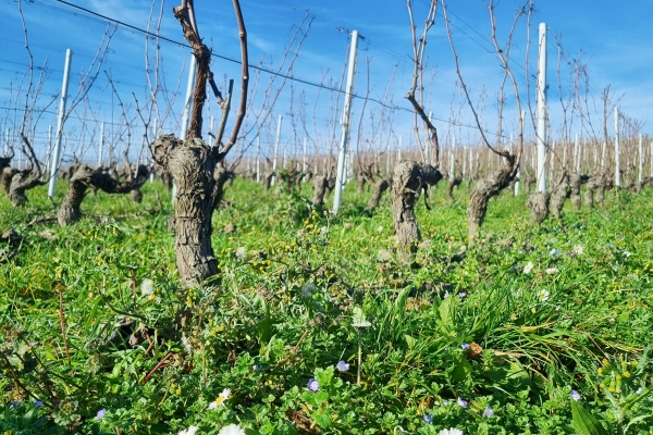 Promenade dans la campagne genevoise