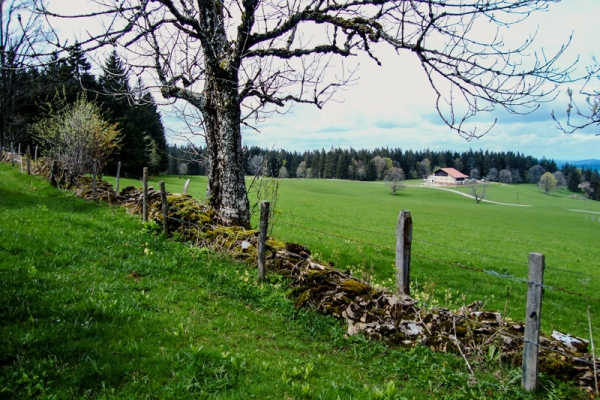 Durch Wälder und Weiden