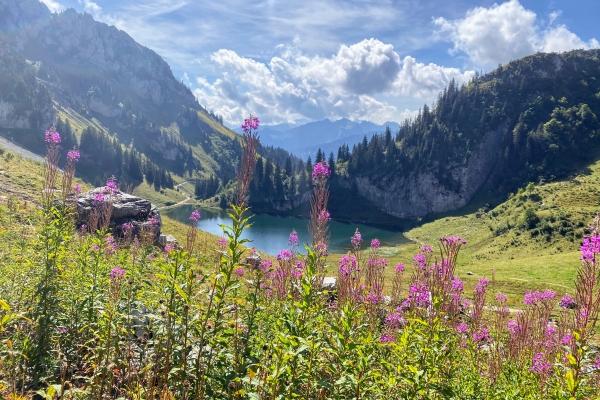 R 58 : Torgon - Col de Savalene - Lac d’Arvouin - Col de Conches - Torgon