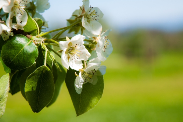 Le printemps sur le Seerücken