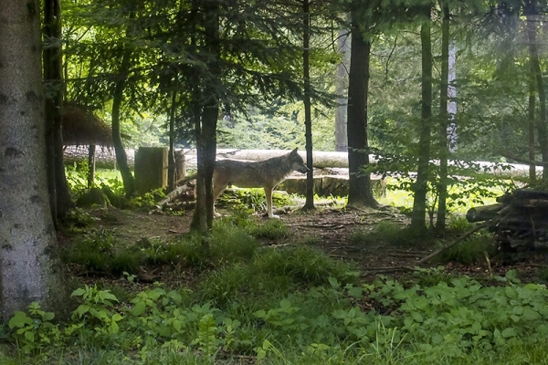 De la ville au château à travers la forêt