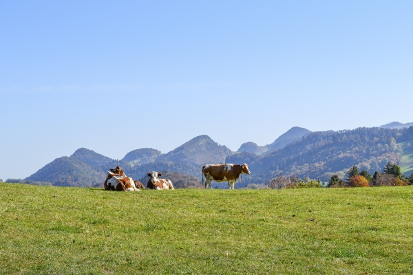 A pied dans le Schwarzbubenland