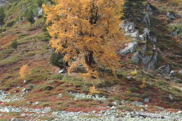 R 45 : Vercorin - Bisse de Vercorin - L'Ar du Tsan - Crêt du Midi