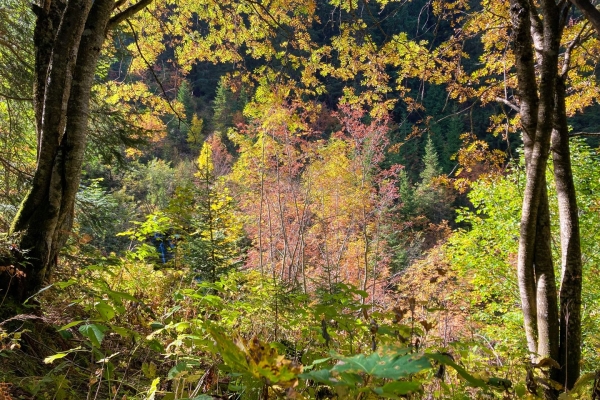 Vers les sources rouges du Parc naturel Diemtigtal