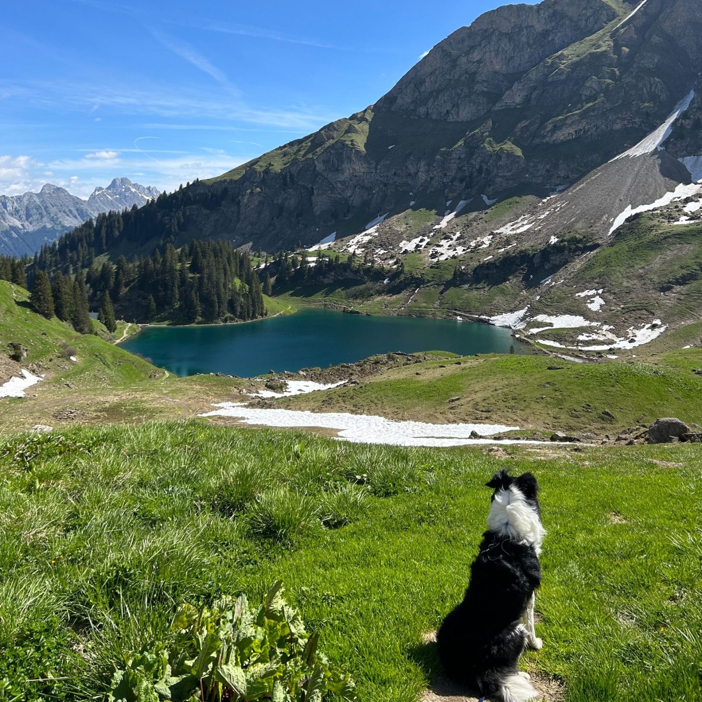 Ted chien de Marine au lac lioson