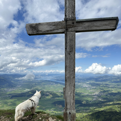 Chien-rando-insta-Aragon-(Robert-Bonomo)