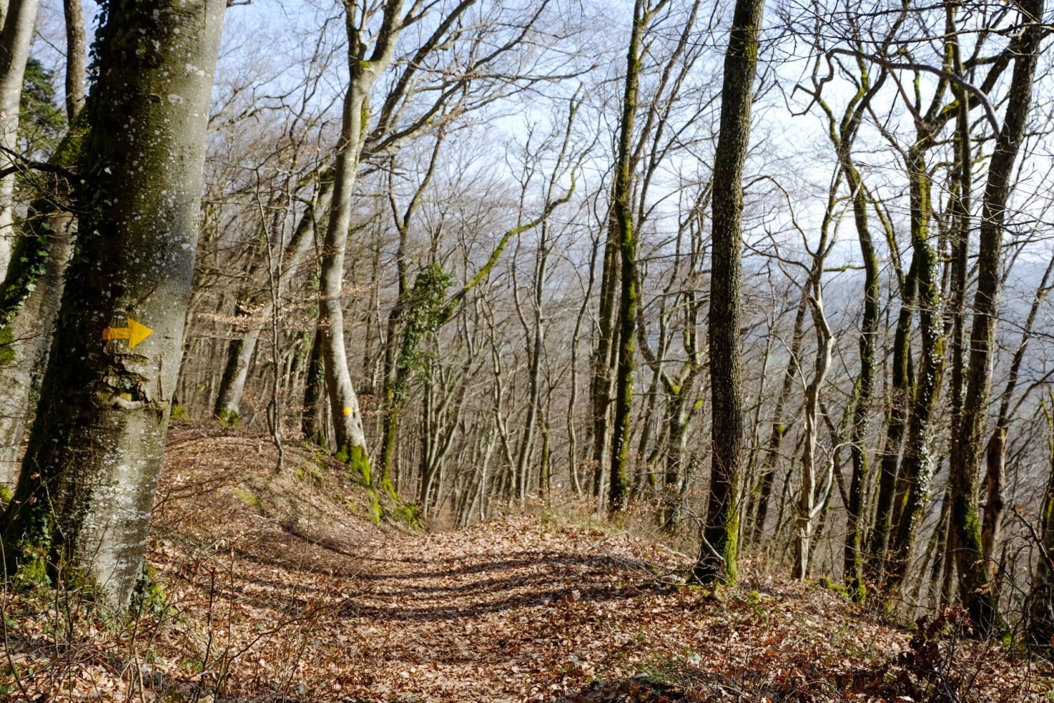 Durch Hohlwege und Waldwirtschaftswege führt der Weg hinunter nach Schinznach.