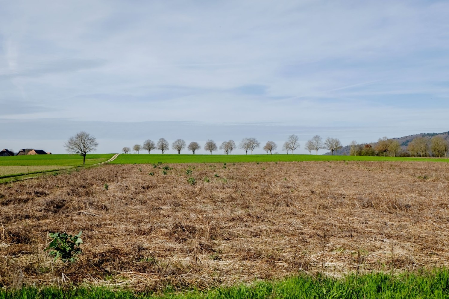 Die Limpachebene ist der intensiven Landwirtschaft gewidmet. Ein paar wenige Bäume lenken den Blick.