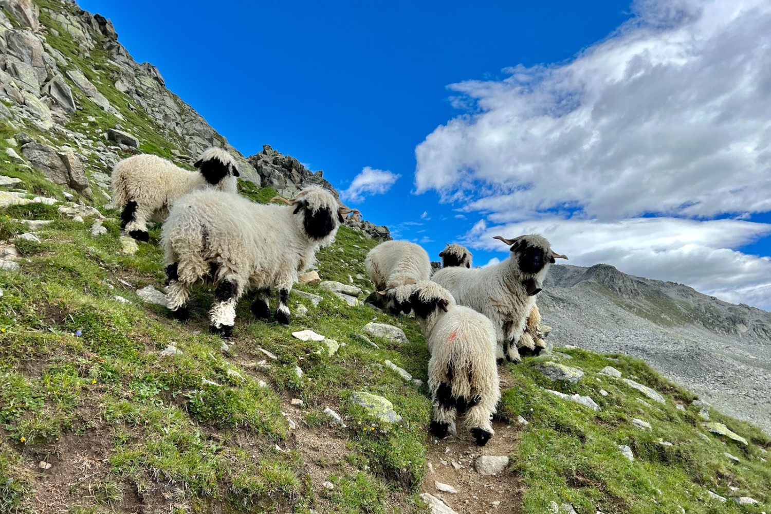 Sympathique rencontre de moutons « nez noir ».