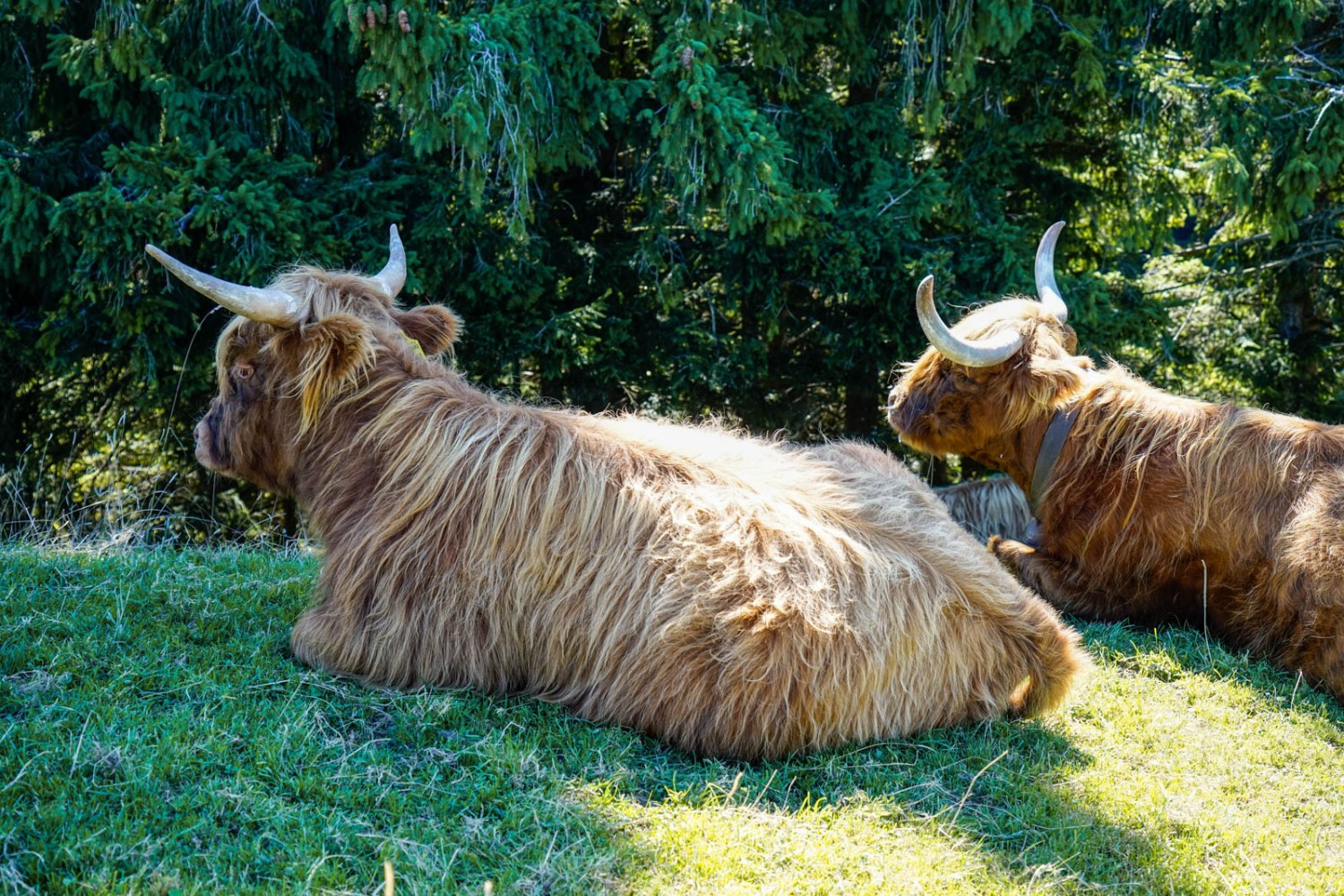 Hochlandrinder suchen den Schatten beim Eggli. Foto: Fredy Joss