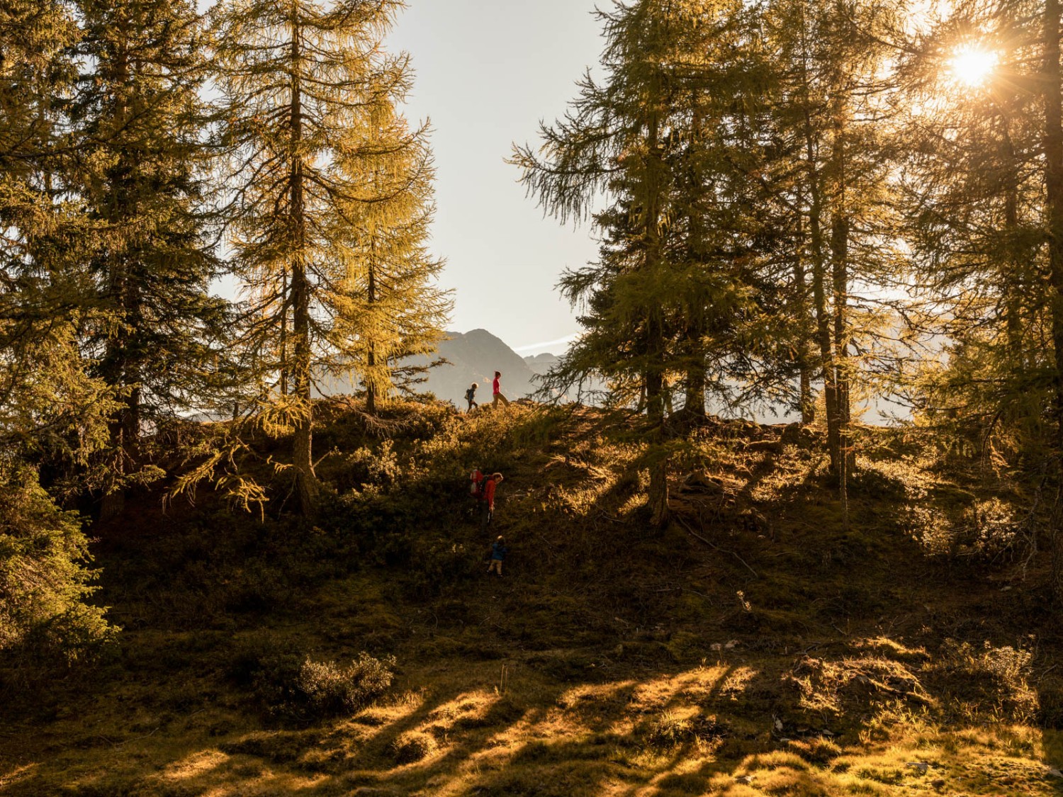 Unterhalb des Gipfels Cornasc wurde
früher Kohle hergestellt. Heute führt der Köhlerweg an die historischen Plätze. Bild: Severin Nowacki