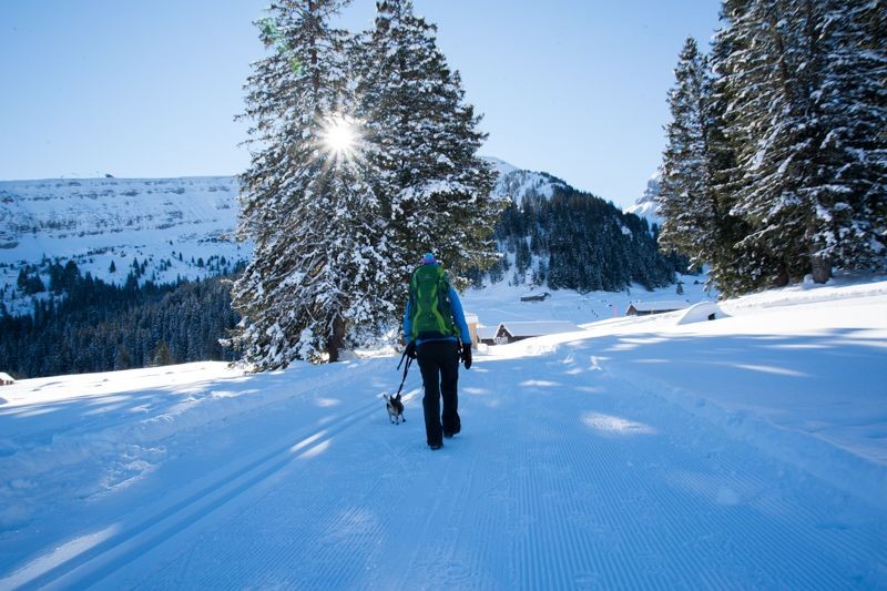 Les arbres saupoudrés de neige donnent une touche scandinave à la randonnée.