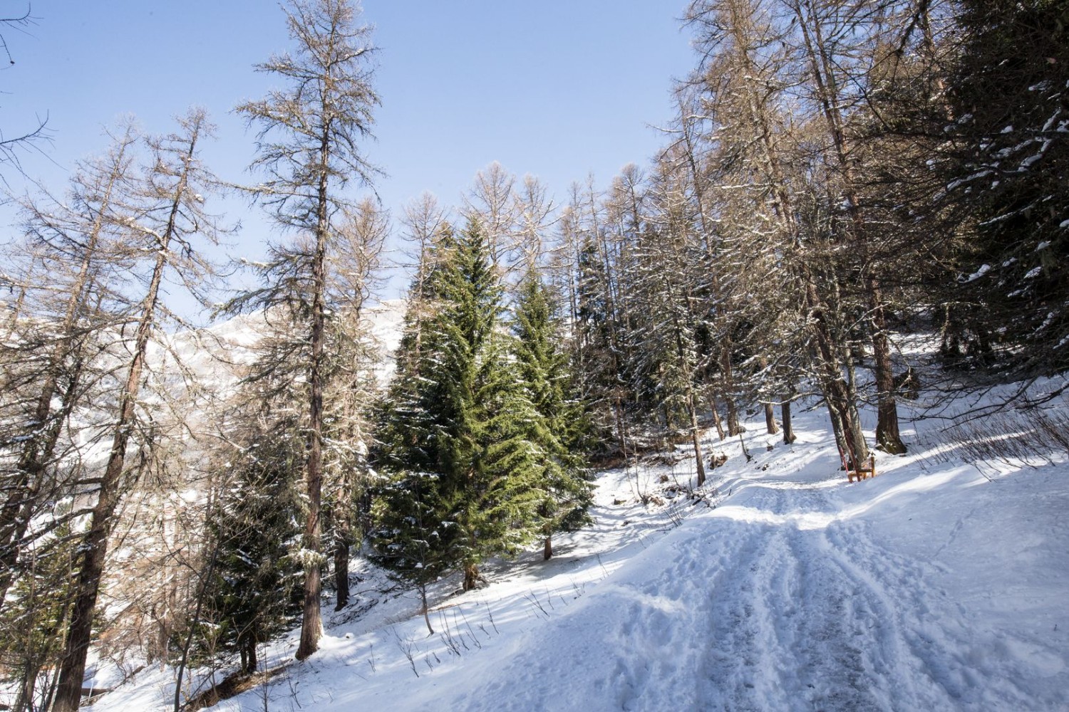 Im Aufstieg durch den Wald von Leukerbad Richtung Lompera.