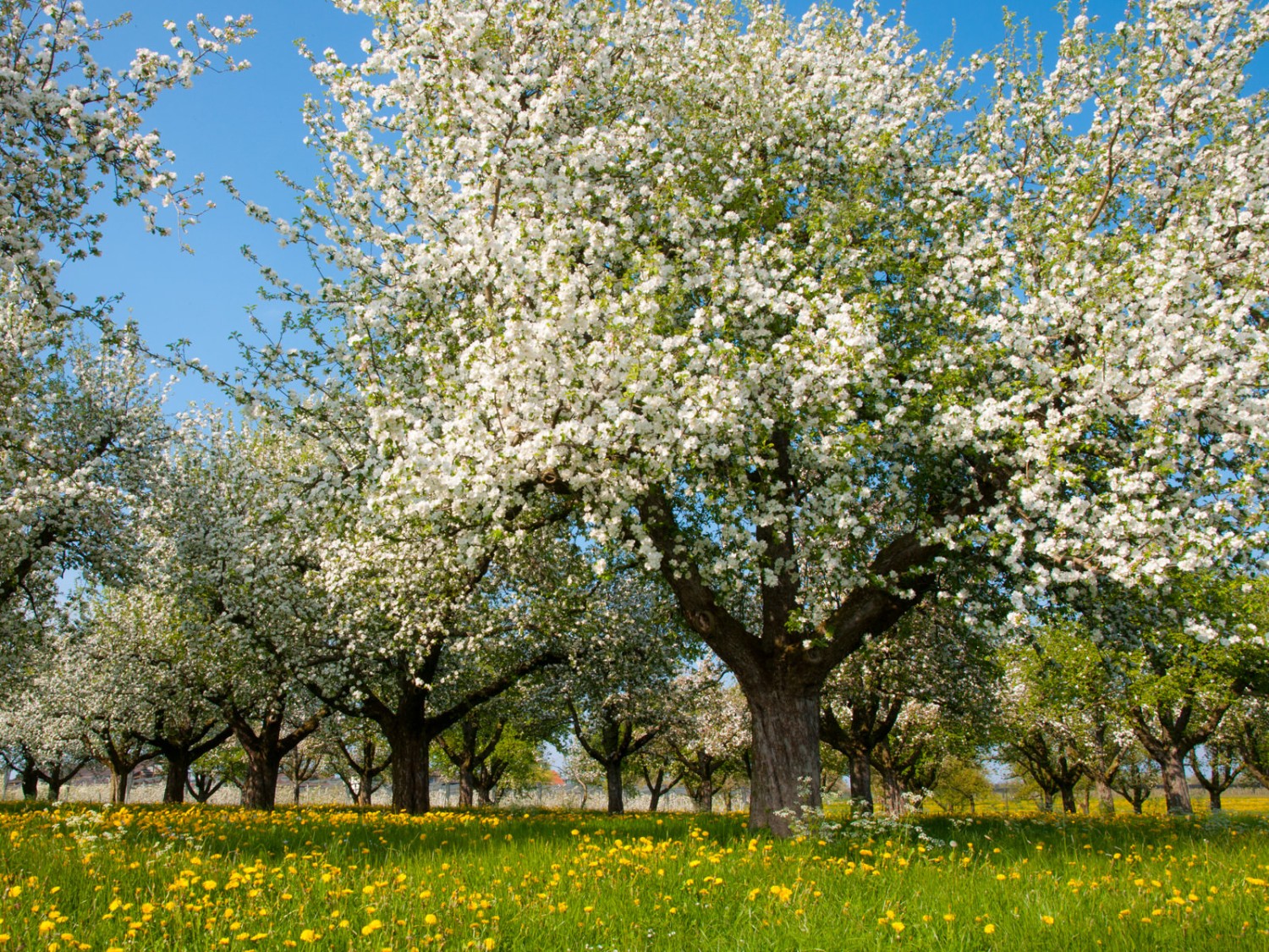 Die schönsten Seiten des «Apfelland» Thurgau. Bild: Heinz Staffelbach