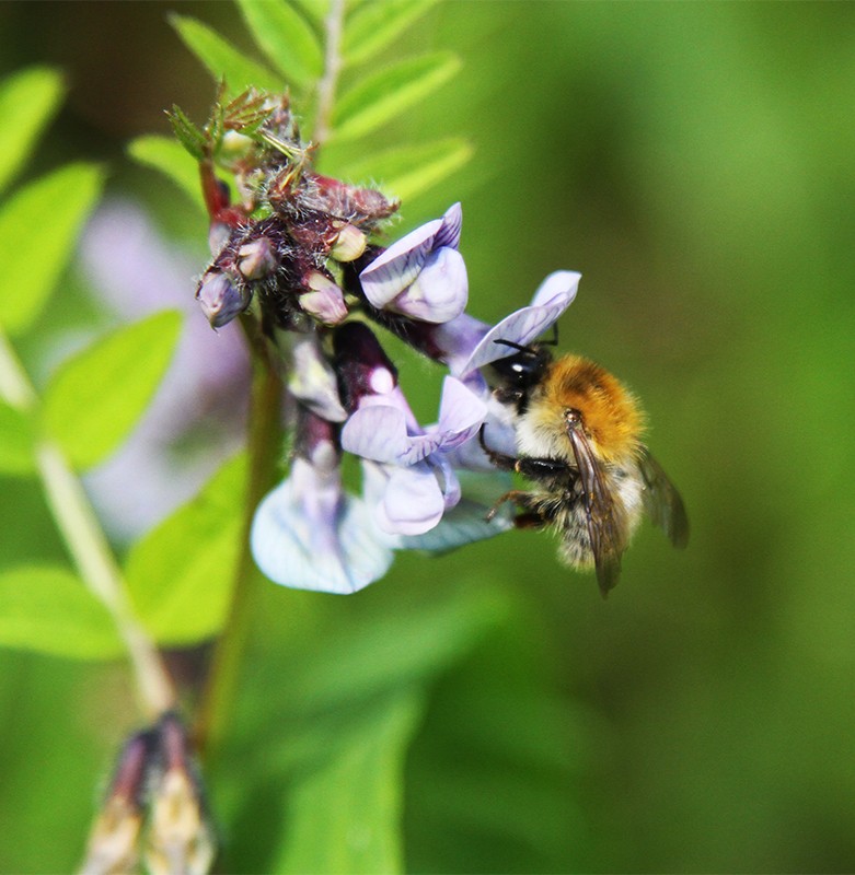 Die fleissige Hummel kann gut beobachtet werden.