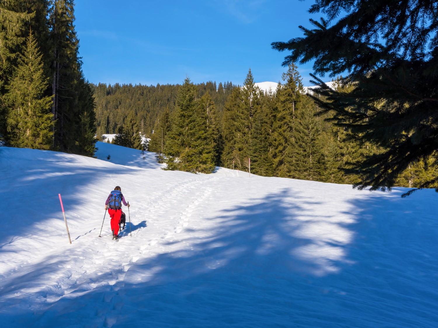 Der Weg führt durch lichten Wald und sanfte Hügel dem Ziel entgegen.