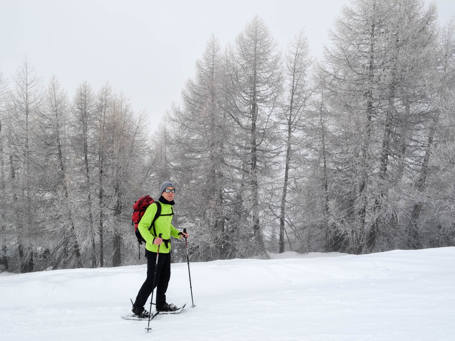 Des mélèzes dégarnis transis par le givre. Photo: Sabine Joss